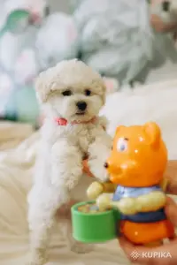 Щенки бишон фризе