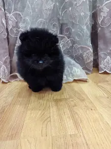 Шпиц- мальчик