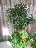 Денежное дерево или Красула - Вся Беларусь - 247211 - Доска объявлений Kupika.by
