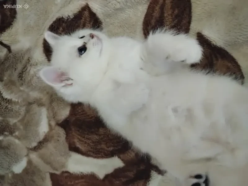 Шотландские котята.