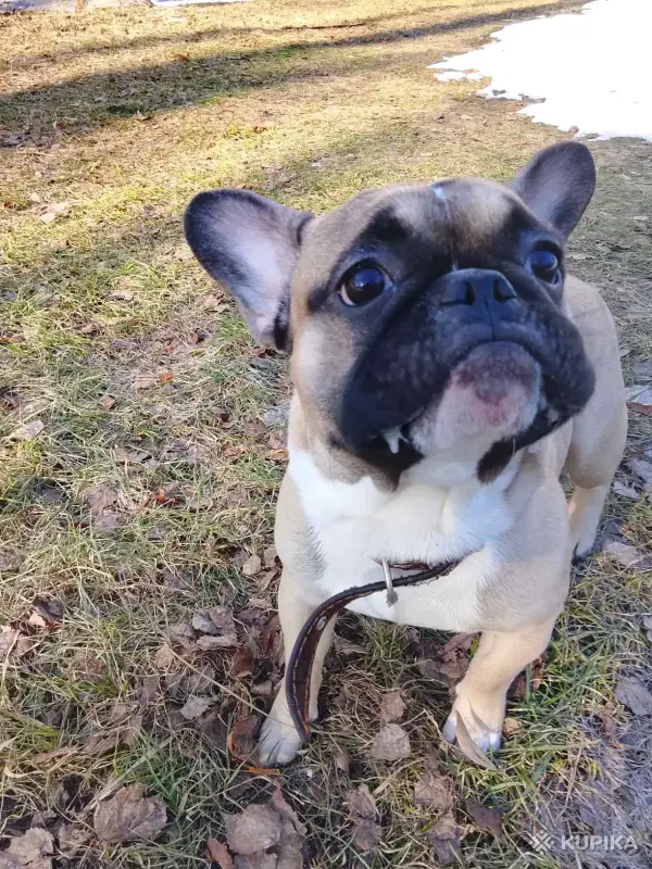 Сабака - Старобин - 243349 - Доска объявлений Kupika.by - Фото 2