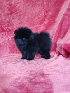 Померанский шпиц.