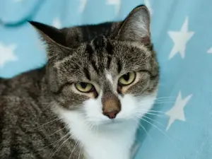 Юрика - полосатая красотка