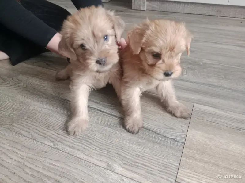 Щенки Йорка Голдаст - Вся Беларусь - 244159 - Доска объявлений Kupika.by - Фото 2