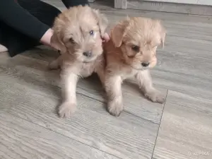 Щенки Йорка Голдаст