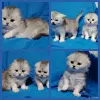 Кошки - Котята шиншиллята, шотландские. - Вся Беларусь - Фото 3 Котята шиншиллята, шотландские. - Вся Беларусь - 243175 - Доска объявлений Kupika.by - Фото 3