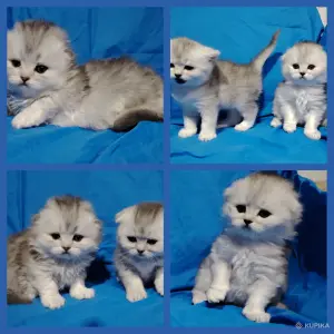 Котята шиншиллята, шотландские.