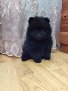 Померанский шпиц