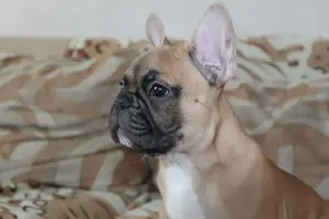 Щенки французский бульдог