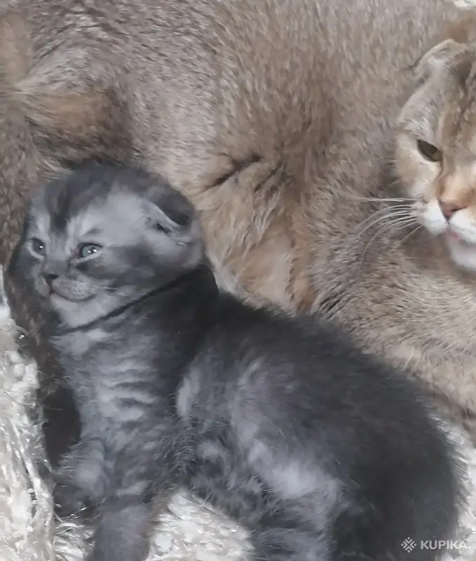 Кошки - Котята вислоухие шотландские - Вся Беларусь - Фото 2 Котята вислоухие шотландские - Вся Беларусь - 242409 - Доска объявлений Kupika.by - Фото 2