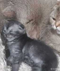 Котята вислоухие шотландские
