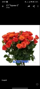 Саженцы роз