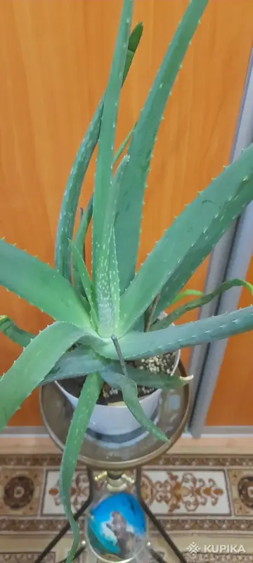 Алоэ Вера - Вся Беларусь - 247153 - Доска объявлений Kupika.by - Фото 2