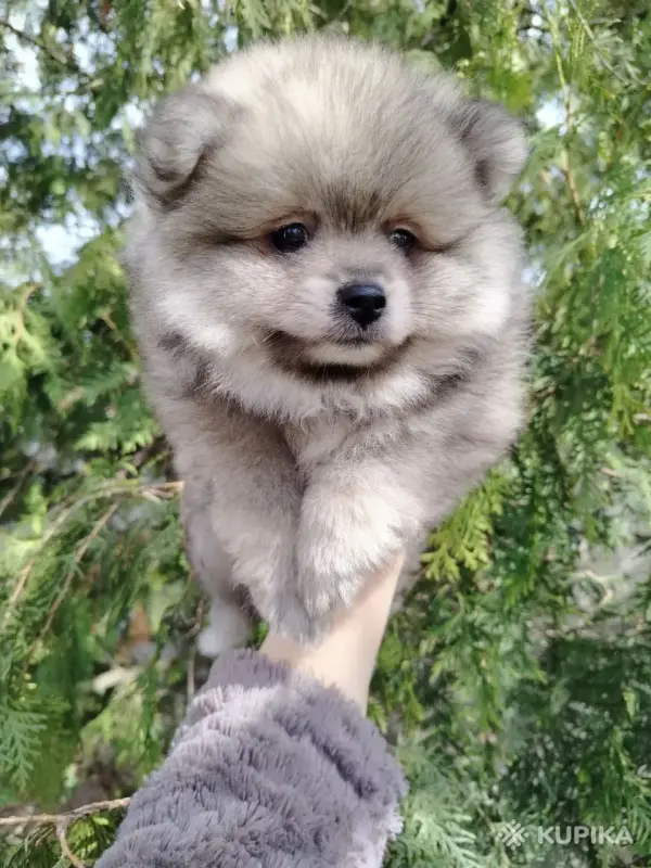 Щенок померанского шпица: соболиный окрас и мордочка, как у енота! - Вся Беларусь - 243187 - Доска объявлений Kupika.by - Фото 7