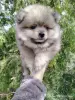 Щенок померанского шпица: соболиный окрас и мордочка, как у енота! - Вся Беларусь - 243187 - Доска объявлений Kupika.by - Фото 7