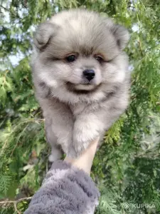 Щенок померанского шпица: соболиный окрас и мордочка, как у енота!