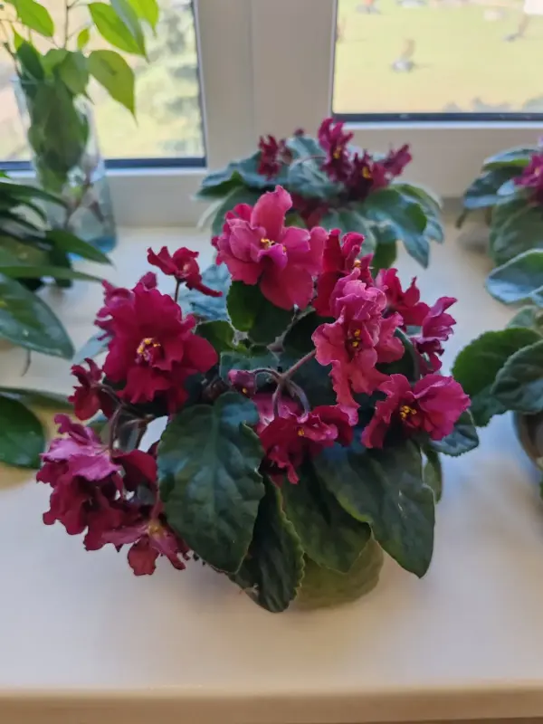 фиалка цветущая