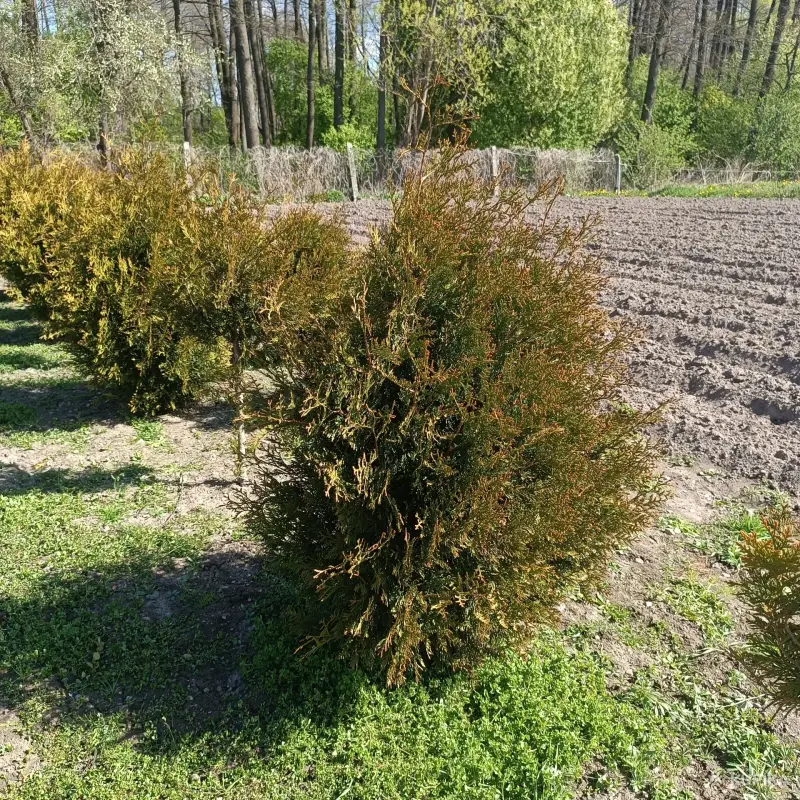 Туя корник грунт 80см - Вся Беларусь - 244547 - Доска объявлений Kupika.by - Фото 2