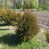 Туя корник грунт 80см - Вся Беларусь - 244547 - Доска объявлений Kupika.by - Фото 2