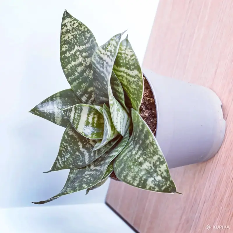 Цветы очень красивые