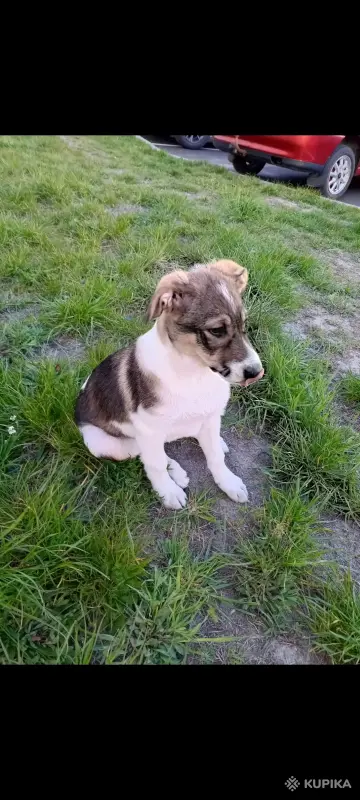 Щенки - Вся Беларусь - 246189 - Доска объявлений Kupika.by - Фото 2