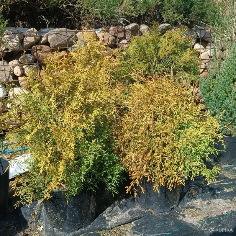 Туя рэйнголд - Вся Беларусь - 244573 - Доска объявлений Kupika.by - Фото 2