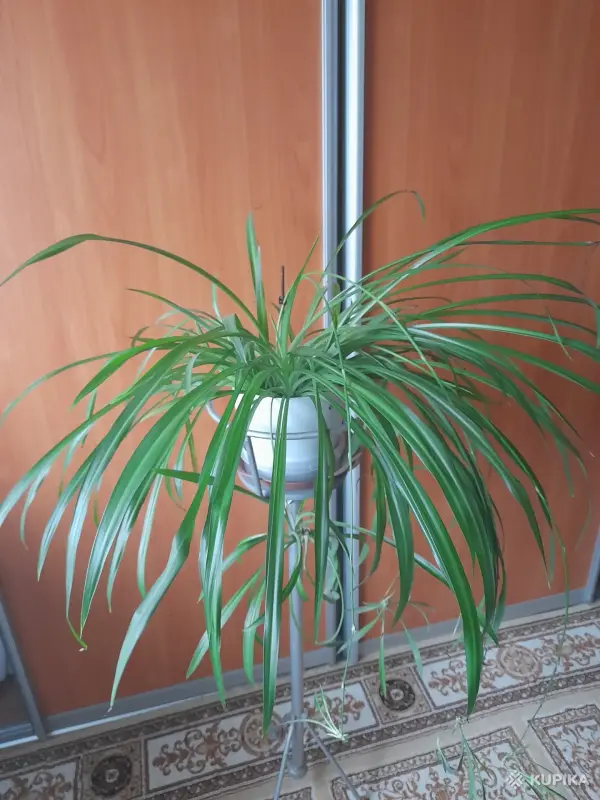 Хлорофитум - Вся Беларусь - 247229 - Доска объявлений Kupika.by - Фото 2