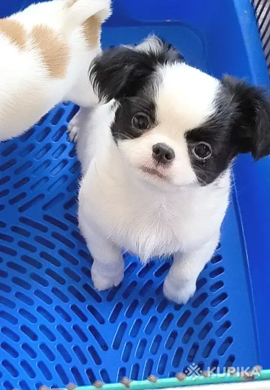 Чихуахуа мальчик красавчик бело-черный  и шоколадные девочки мини