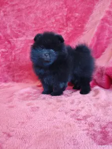 Померанский шпиц.