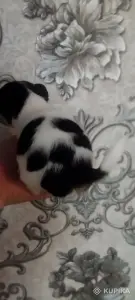 Щенки чихуахуа