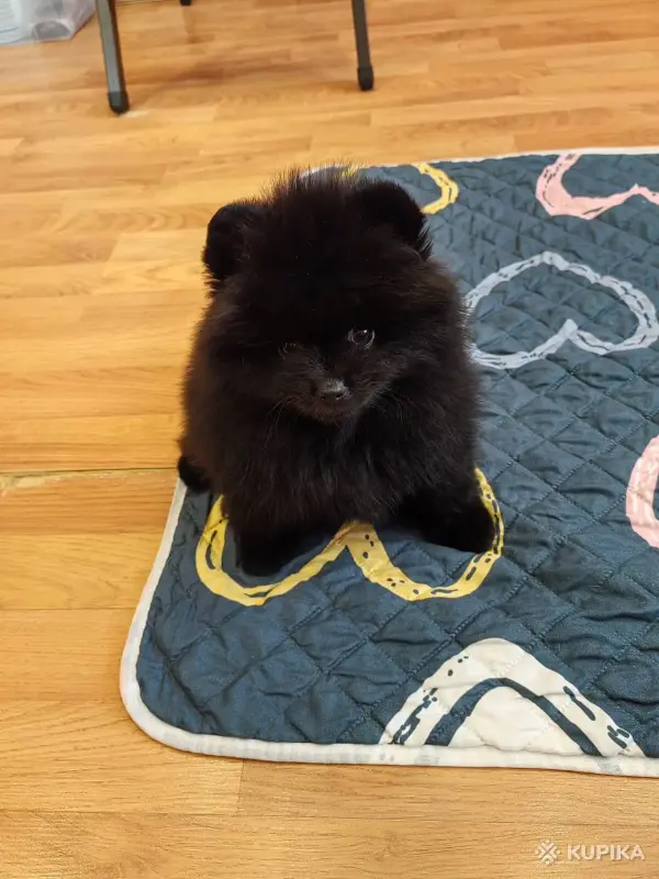 Собаки - Щенки померанского шпица - Вся Беларусь - Фото 2 Щенки померанского шпица - Вся Беларусь - 243822 - Доска объявлений Kupika.by - Фото 2