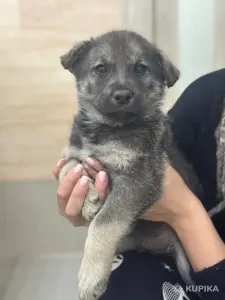 Джина и ее щенки (2 месяца) ищут дом