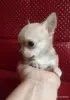 Собаки - Щенки чихуахуа - Вся Беларусь - Фото 2 Щенки чихуахуа - Вся Беларусь - 242975 - Доска объявлений Kupika.by - Фото 2