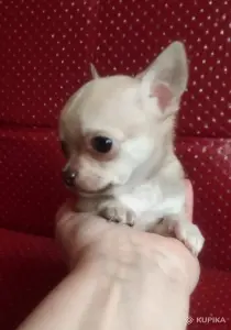 Щенки чихуахуа