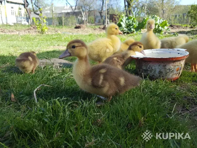 мускусные утята индоутята - Вся Беларусь - 244357 - Доска объявлений Kupika.by - Фото 7