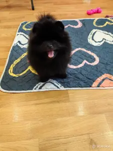 Щенки померанского шпица