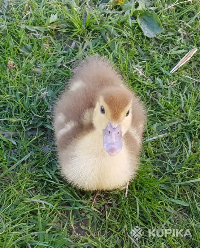 мускусные утята индоутята - Вся Беларусь - 244357 - Доска объявлений Kupika.by - Фото 4