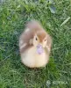 мускусные утята индоутята - Вся Беларусь - 244357 - Доска объявлений Kupika.by - Фото 4