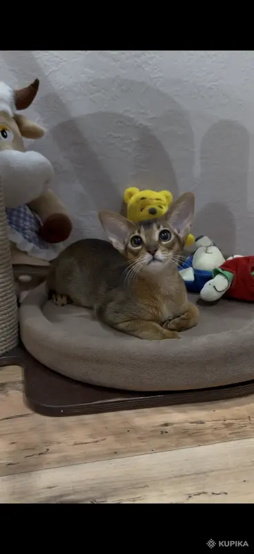 Абиссинский котёнок девочка - Вся Беларусь - 244995 - Доска объявлений Kupika.by - Фото 2