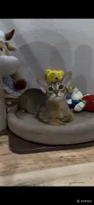Абиссинский котёнок девочка