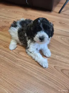 Щенок пуделя