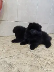 Мальчики померанского шпица