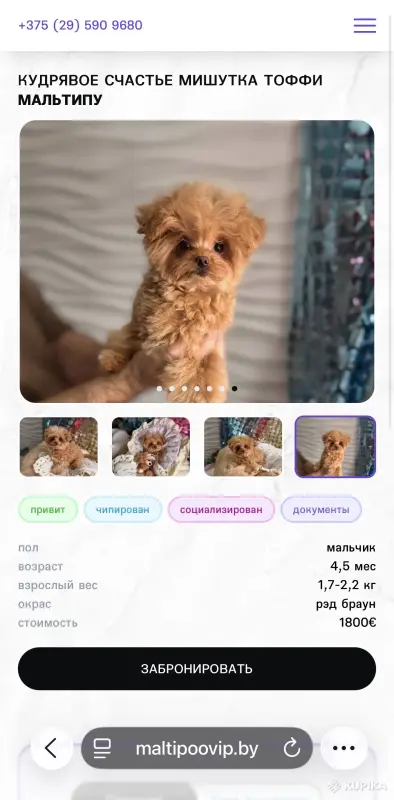 Мальтипу пушоны той пудель Китай микро и мини премиум - Вся Беларусь - 242928 - Доска объявлений Kupika.by - Фото 9