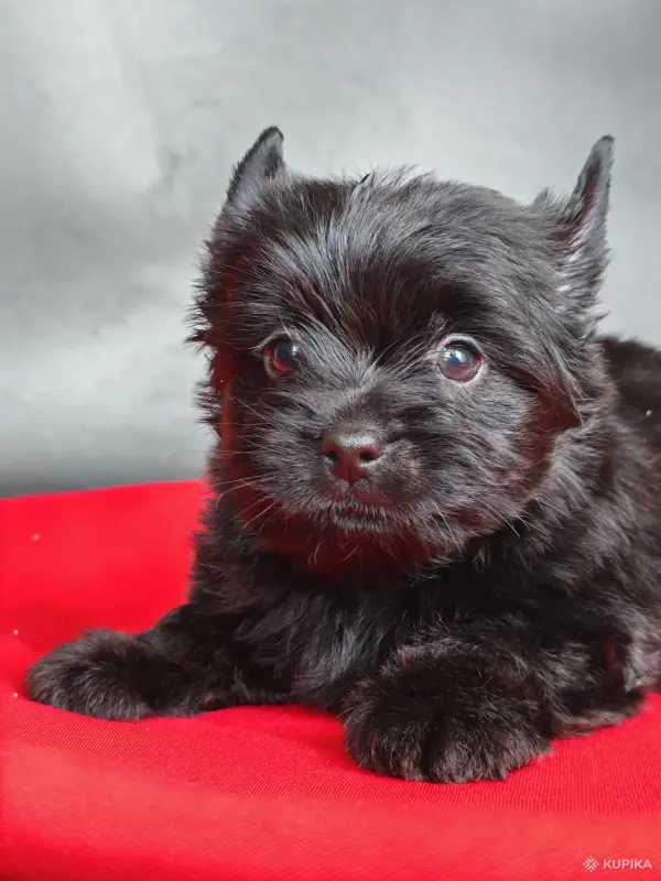 Йоркширский терьер мальчик чёрный - Вся Беларусь - 244496 - Доска объявлений Kupika.by - Фото 2