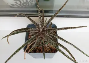 Алое раухи Беллатула