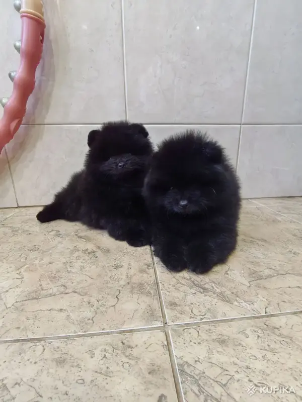Мальчики померанского шпица - Вся Беларусь - 243452 - Доска объявлений Kupika.by - Фото 4
