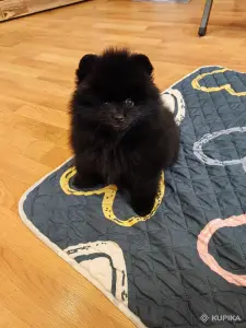 Щенки померанского шпица