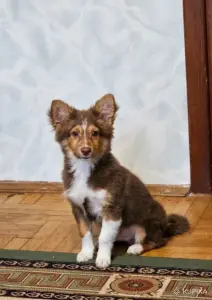 Собачка щенок