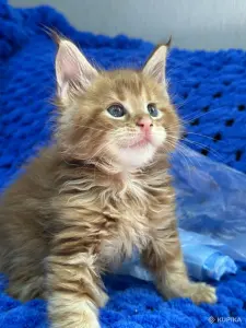 Мейн-Кун котята