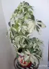 Комнатные растения - Шеффлера Жанин - Вся Беларусь - Фото 3 Шеффлера Жанин - Вся Беларусь - 243762 - Доска объявлений Kupika.by - Фото 3